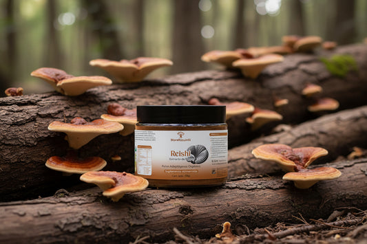 Reishi orgánico USDA Ganoderma lucidum polvo México